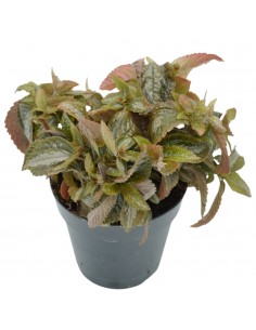 Pilea spruceana “Silver... 2