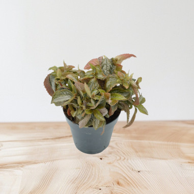 Vendita Pianta Pilea spruceana “Silver Tree”-Piante Verdi|Mondo Piante