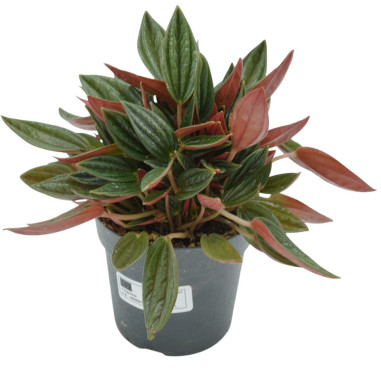 copy of Pianta Aeschynanthus marmoratus