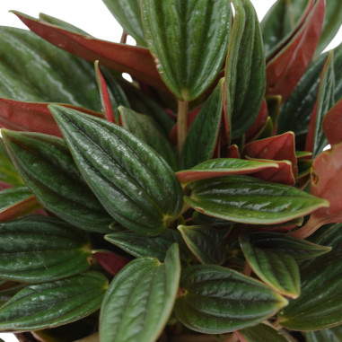 Vendita Pianta Peperomia-Piante Verdi|Mondo Piante