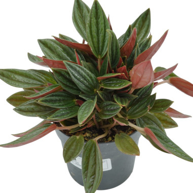 Vendita Pianta Peperomia-Piante Verdi|Mondo Piante