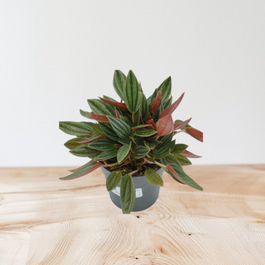 copy of Pianta Aeschynanthus marmoratus