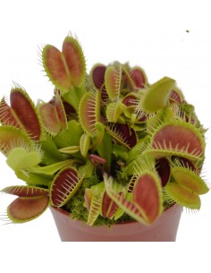 Pianta Carnivora Dionaea... 2