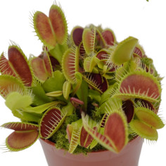 Pianta Carnivora Dionea Vaso 8,5 cm | Mondo Piante 2