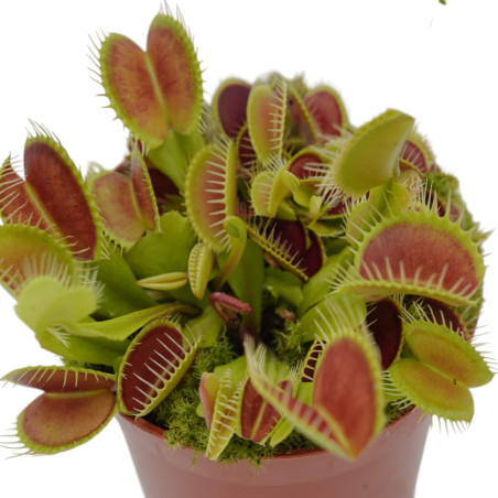 Pianta Carnivora Dionea Vaso 8,5 cm | Mondo Piante