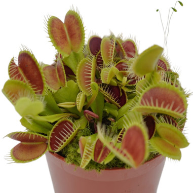 Pianta Carnivora Dionea Vaso 8,5 cm | Mondo Piante