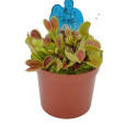 Pianta Carnivora Dionea - Vaso 8,5 cm