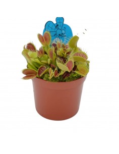Pianta Carnivora Dionaea...