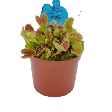 Pianta Carnivora Dionea Vaso 8,5 cm | Mondo Piante