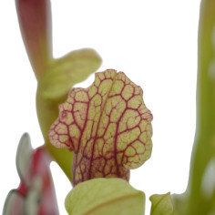 Pianta Carnivora Sarracenia Vaso 8,5 cm | Mondo Piante 2