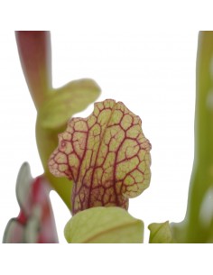 Pianta Carnivora Sarracenia... 2