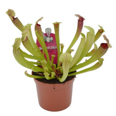 Pianta Carnivora Sarracenia Vaso 8,5 cm | Mondo Piante