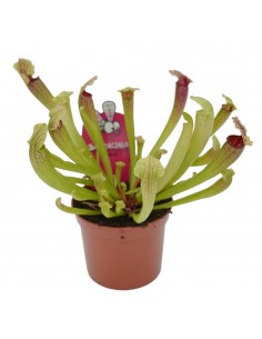 Pianta Carnivora Sarracenia...