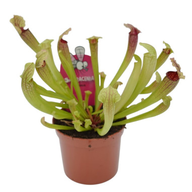 Pianta Carnivora Sarracenia Vaso 8,5 cm | Mondo Piante