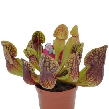 Pianta Carnivora Sarracenia Vaso 8,5 cm | Mondo Piante