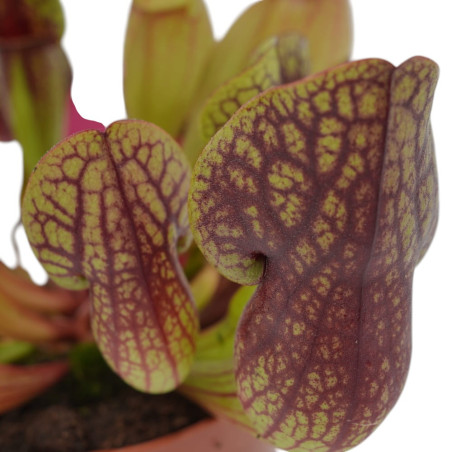 Pianta Carnivora Sarracenia Vaso 8,5 cm | Mondo Piante