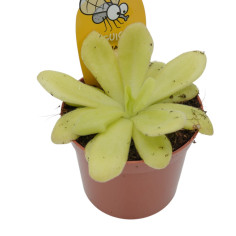 Pianta Carnivora Pinguicula Vaso 8,5 cm | Mondo Piante