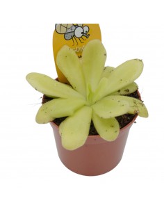 Pianta Carnivora Pinguicula...