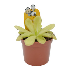 Pianta Carnivora Pinguicula Vaso 8,5 cm | Mondo Piante 2