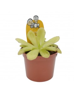Pianta Carnivora Pinguicula... 2