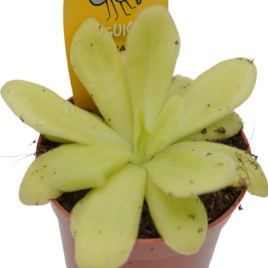 Pianta Carnivora Pinguicula- Vendita Piante Carnivore|Mondo Piante