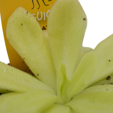 On-line Sale of Pinguicula plant-Carnivorous Plants|Mondo Piante