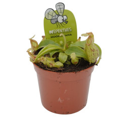 Pianta Carnivora Nepenthes Vaso 8,5 cm | Mondo Piante