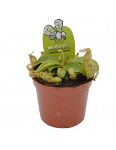 Pianta Carnivora Nepenthes...