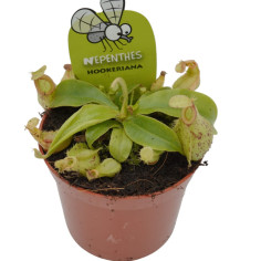 Pianta Carnivora Nepenthes Vaso 8,5 cm | Mondo Piante 2