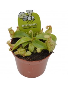 Pianta Carnivora Nepenthes... 2
