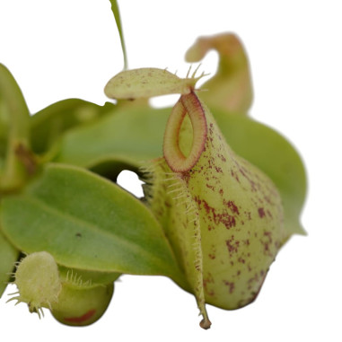 On-line Sale of Nepenthes plant-Carnivorous Plants|Mondo Piante