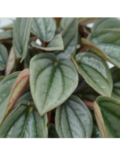 Pianta Peperomia 'Napoli... 2