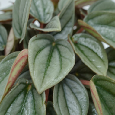 Vendita Pianta Peperomia Napoli Nights-Piante Verdi|Mondo Piante