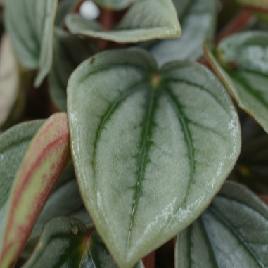 copy of Pianta Aeschynanthus marmoratus