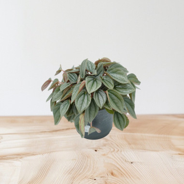 Vendita Pianta Peperomia Napoli Nights-Piante Verdi|Mondo Piante