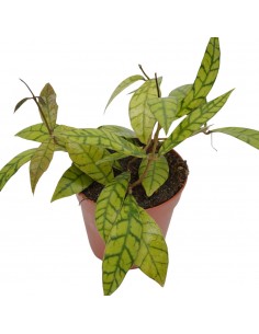 Pianta Hoya carnosa Mix...
