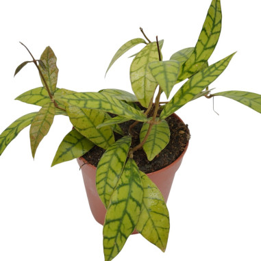 Vendita Pianta Hoya carnosa Mix Vaso 12 | Mondo Piante