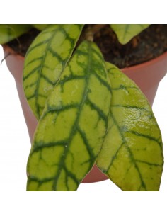 Pianta Hoya carnosa Mix... 2