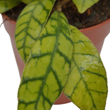 Aeonium Haworthii Plant for Sale-Succulent Plants|Mondo Piante