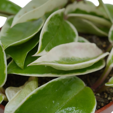 Vendita Hoya carnosa 12cm-Piante Verdi-Vivaio Mondo Piante