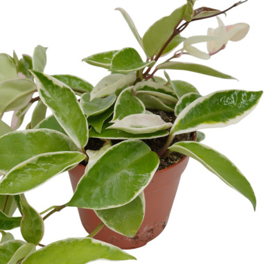 Vendita Hoya carnosa 12cm-Piante Verdi-Vivaio Mondo Piante