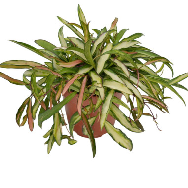 Vendita Hoya carnosa 12cm-Piante Verdi-Vivaio Mondo Piante