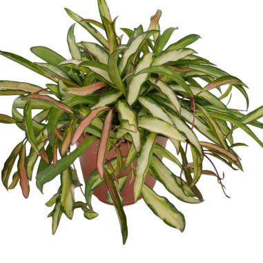 Aeonium Haworthii Plant for Sale-Succulent Plants|Mondo Piante