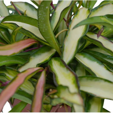 Aeonium Haworthii Plant for Sale-Succulent Plants|Mondo Piante