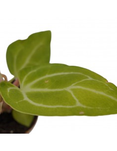 copy of Abelia Confetti Plant 2