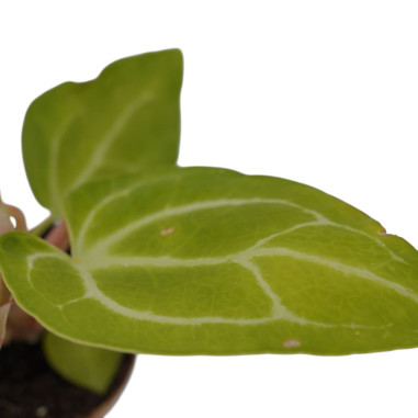 Vendita Pianta di Anthurium Crystallinium - Piante Rare|Mondo Piante