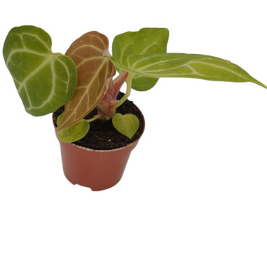 Abelia Plant for Sale - Bush Plants Online | Mondo Piante