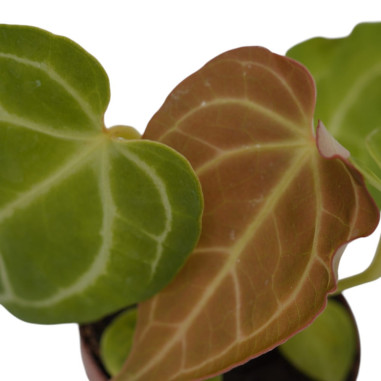 Vendita Pianta di Anthurium Crystallinium - Piante Rare|Mondo Piante