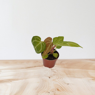 Vendita Pianta di Anthurium Crystallinium - Piante Rare|Mondo Piante