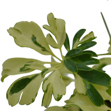 Vendita Pianta Schefflera arb. Janine-Piante Verdi Online|Mondo Piante